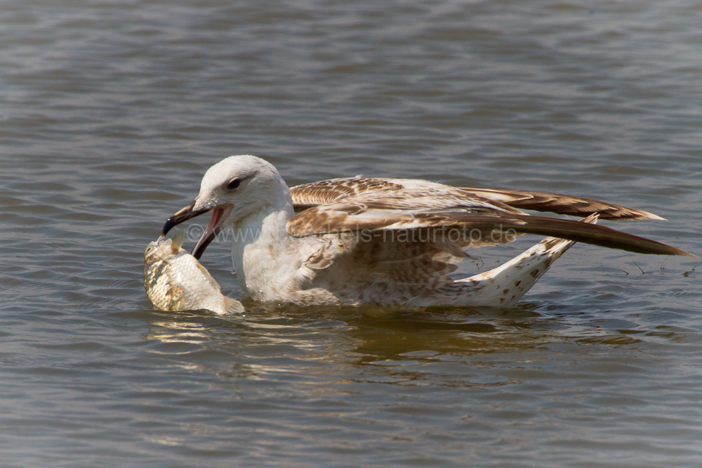 Möwe