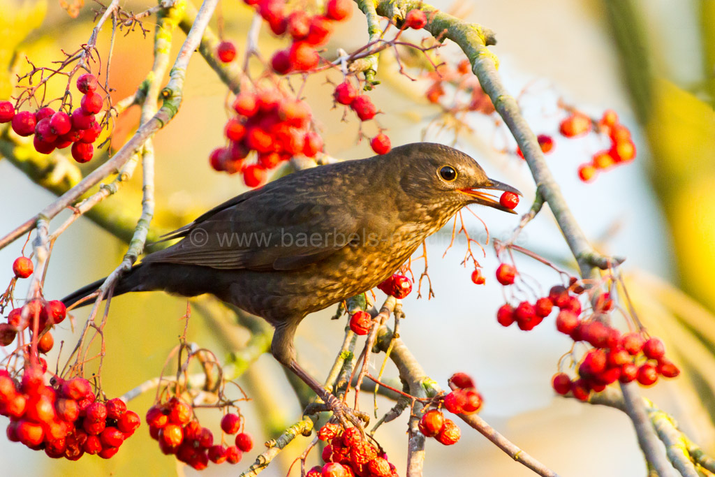 Amsel mit Beere