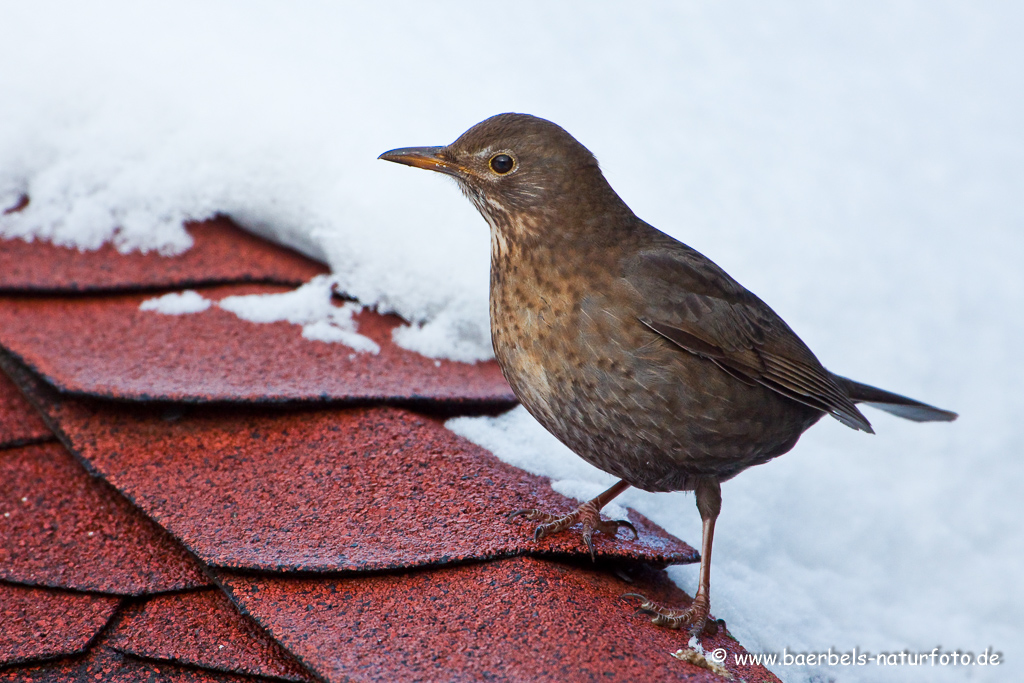 Amsel, Schwarzdrossel