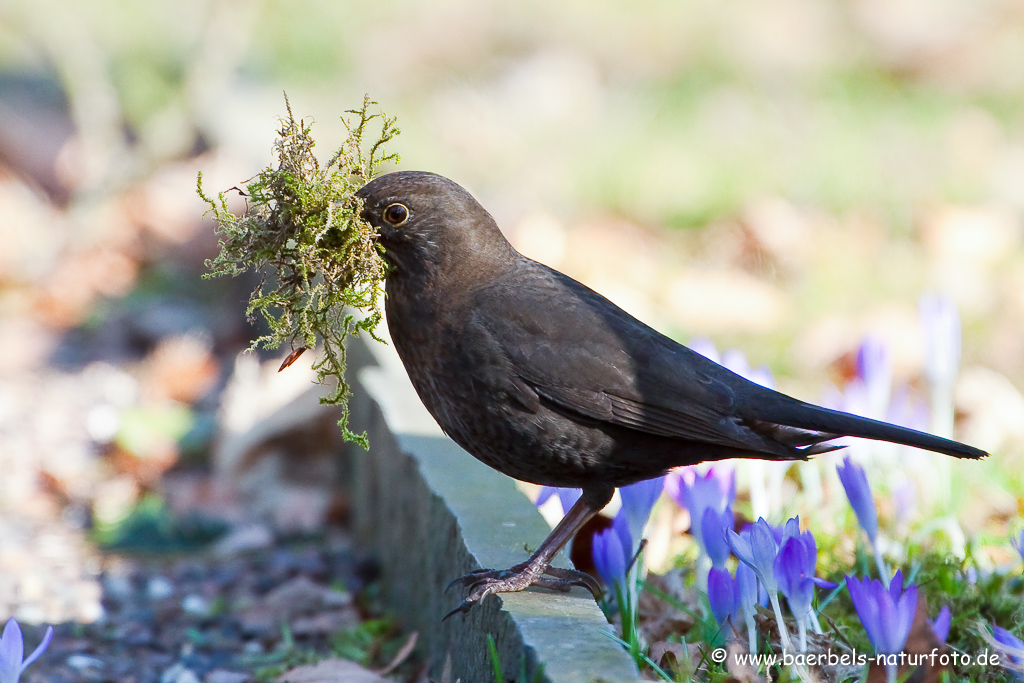 Amsel, Schwarzdrossel