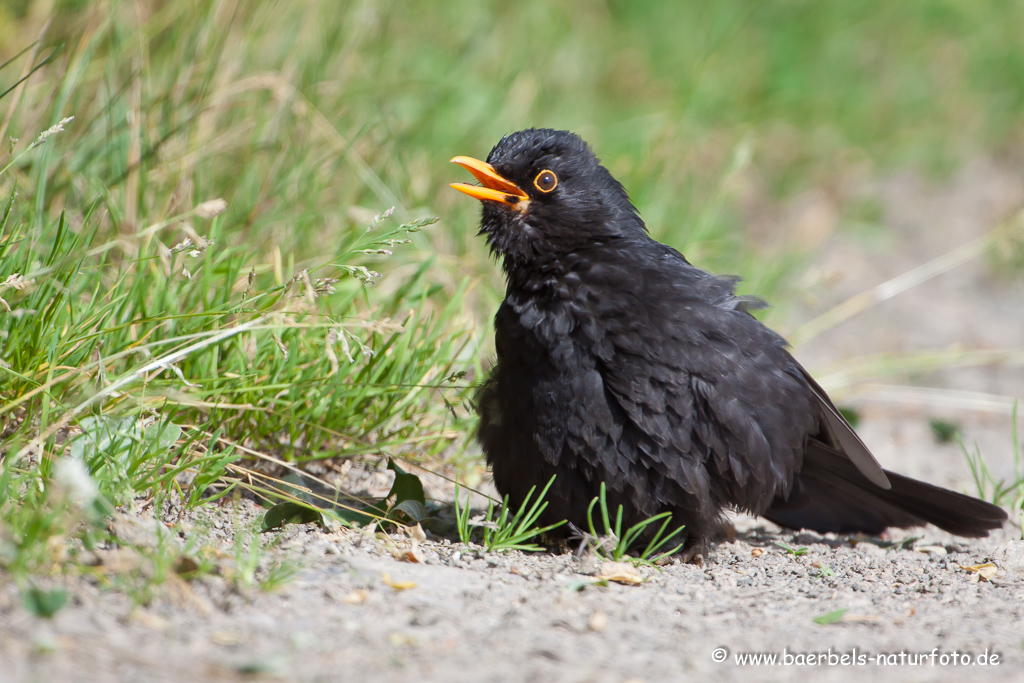 Amsel, Schwarzdrossel