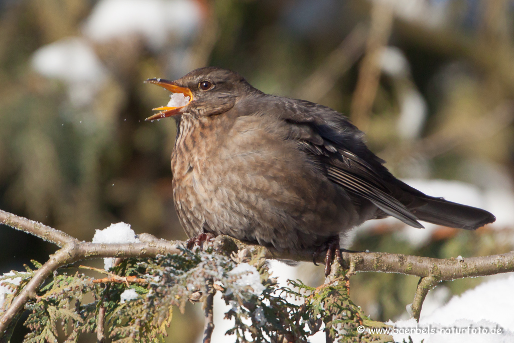 Amsel, Schwarzdrossel