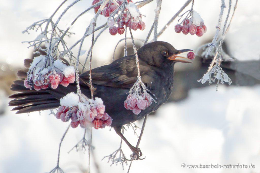 Amsel, Schwarzdrossel