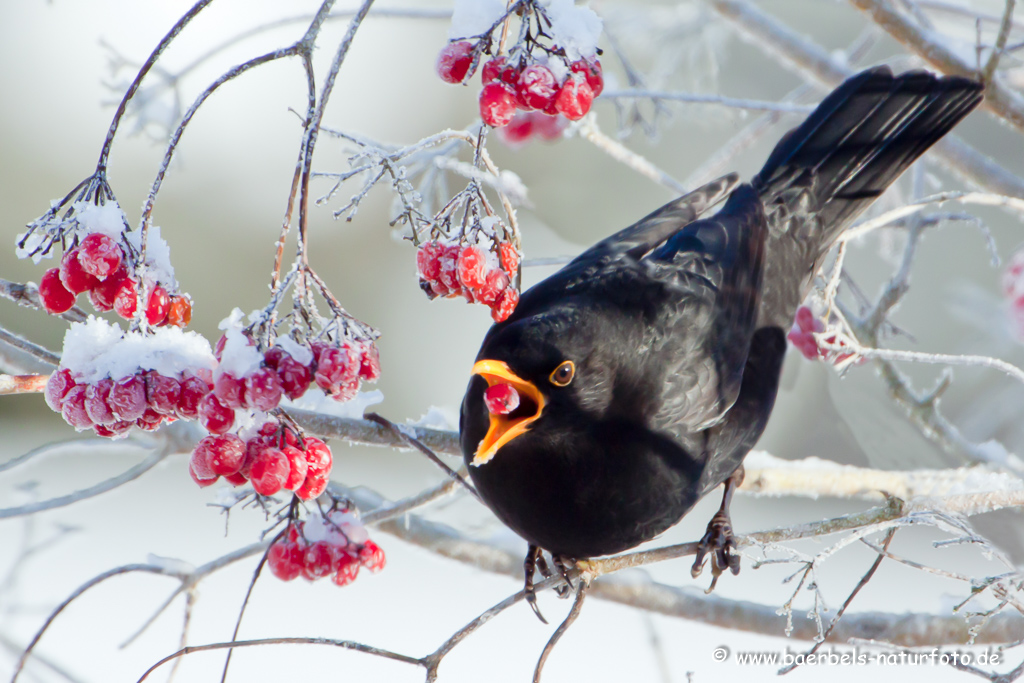 Amsel, Schwarzdrossel