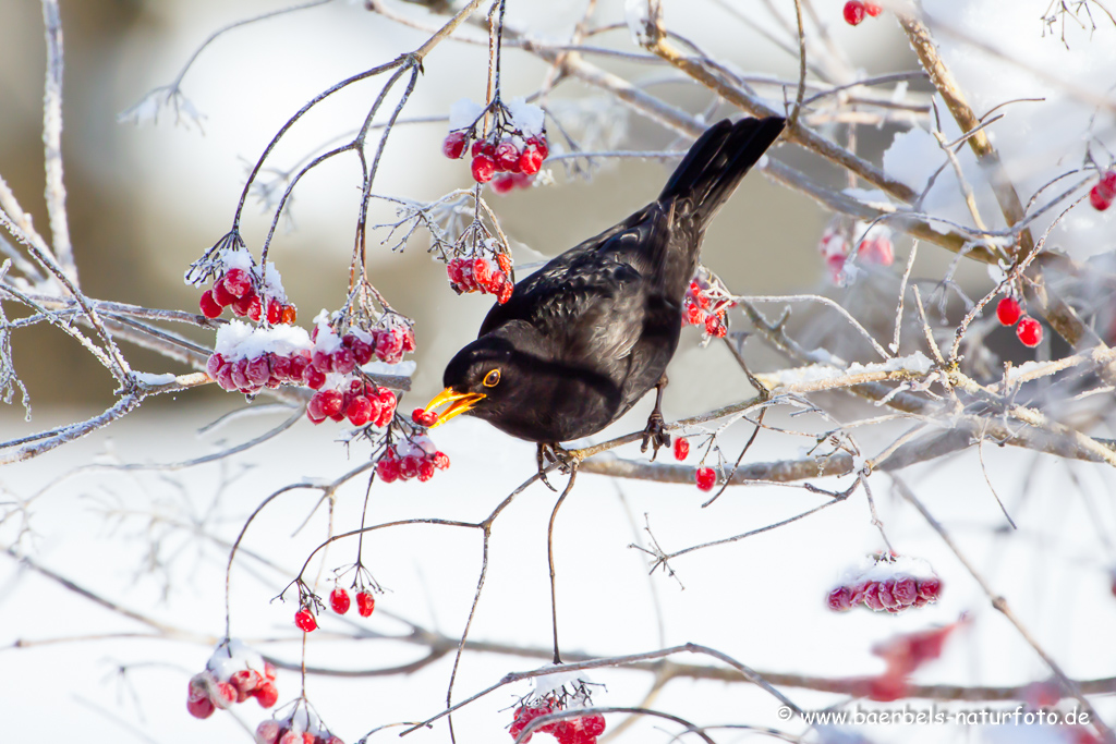 Amsel, Schwarzdrossel