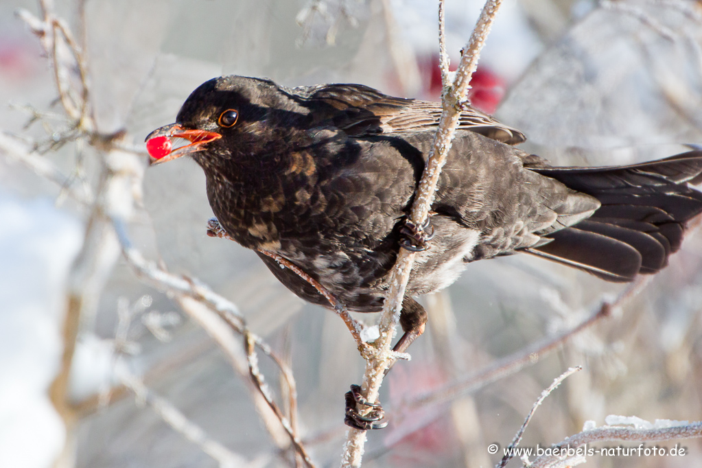 Amsel, Schwarzdrossel