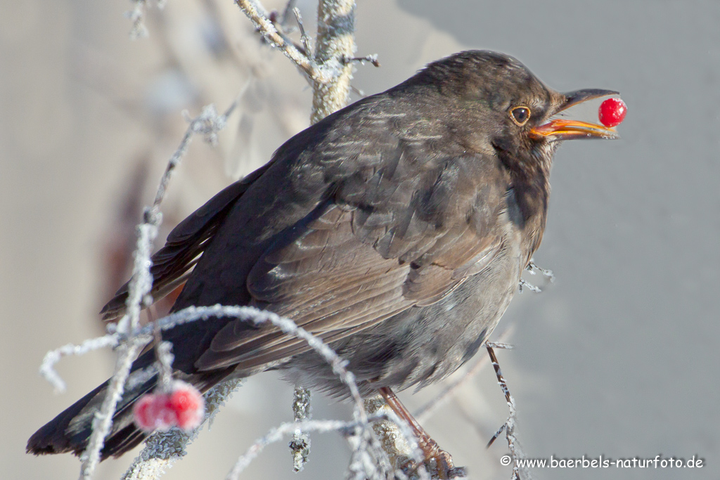 Amsel, Schwarzdrossel