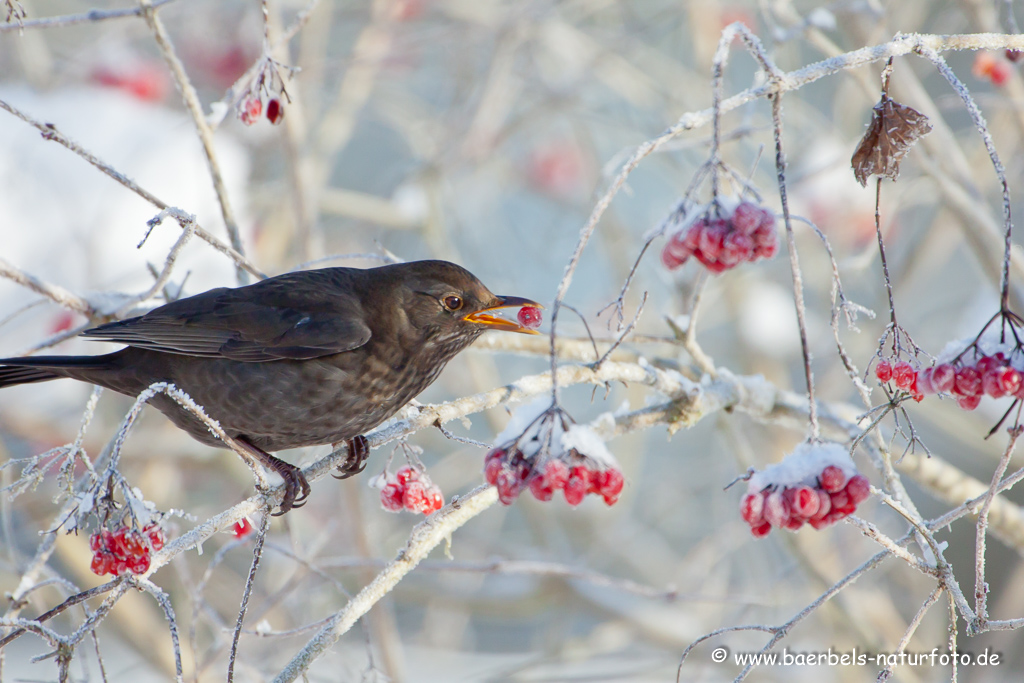 Amsel, Schwarzdrossel