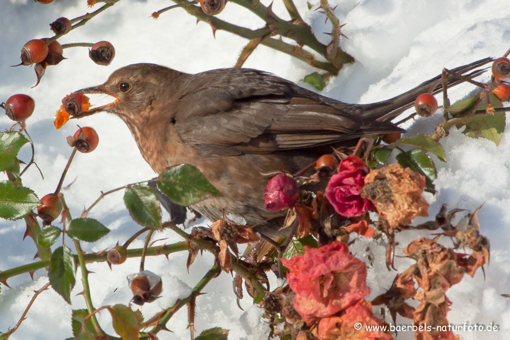 Amsel, Schwarzdrossel