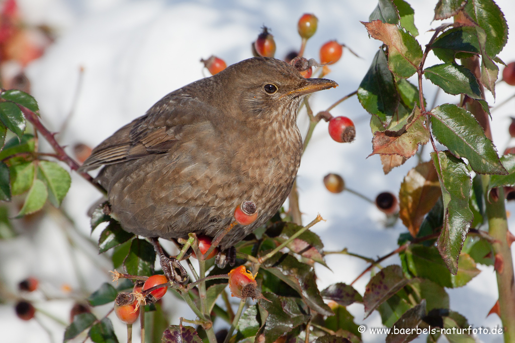 Amsel, Schwarzdrossel