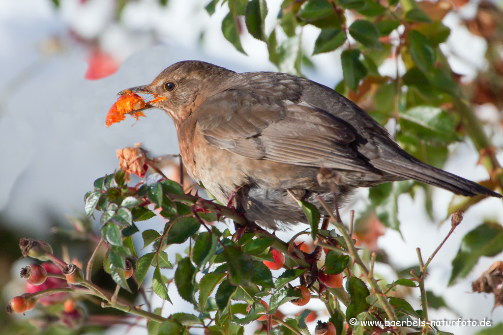 Amsel, Schwarzdrossel