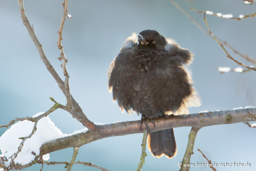 Amsel, Schwarzdrossel