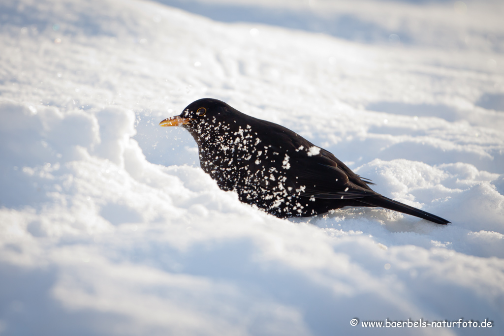 Amsel, Schwarzdrossel