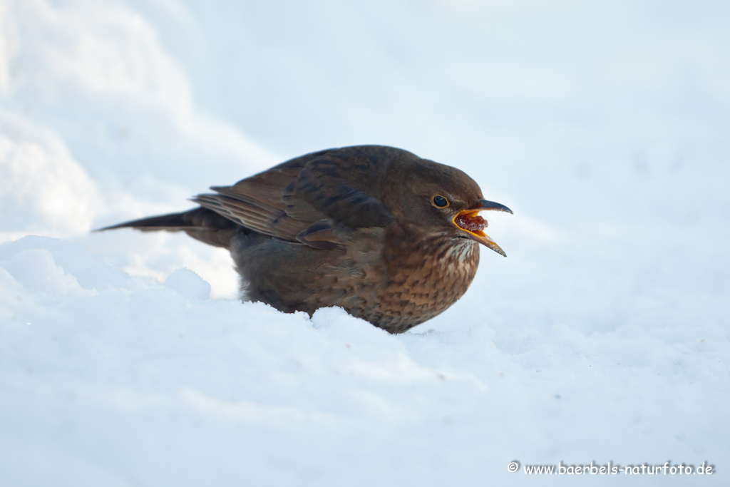 Amsel, Schwarzdrossel