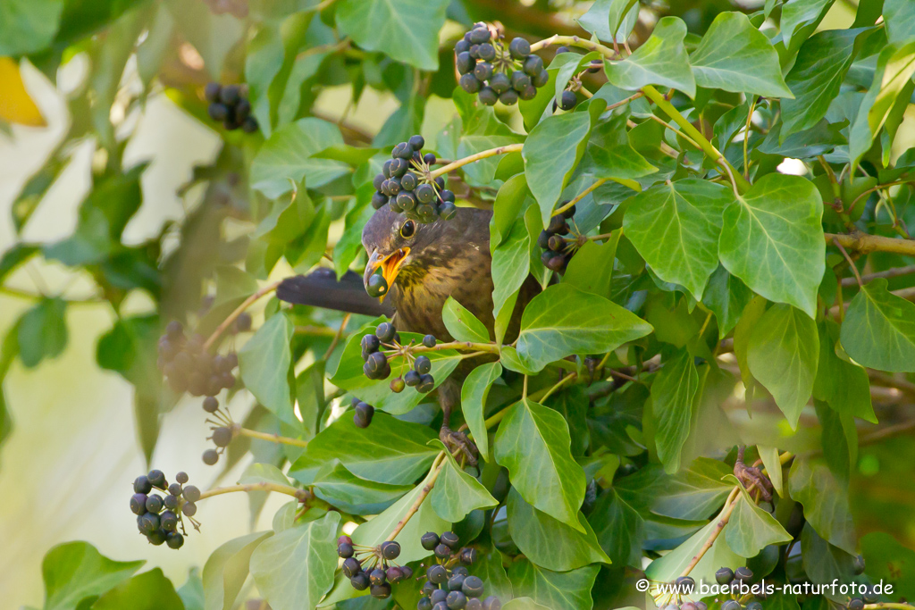 Amsel, Schwarzdrossel