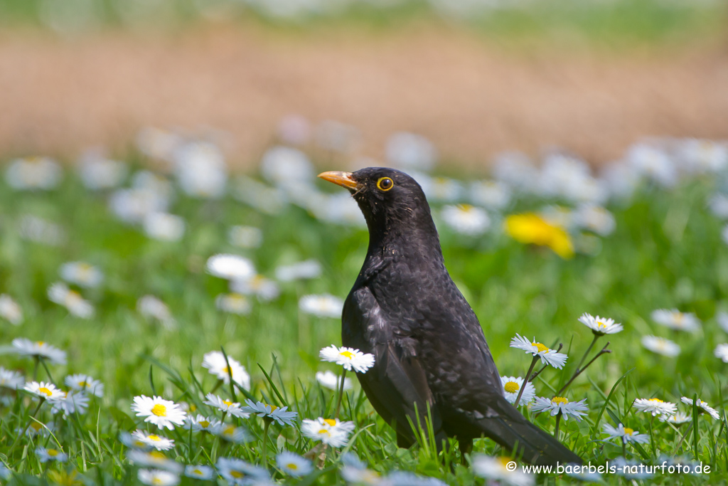 Amsel, Schwarzdrossel