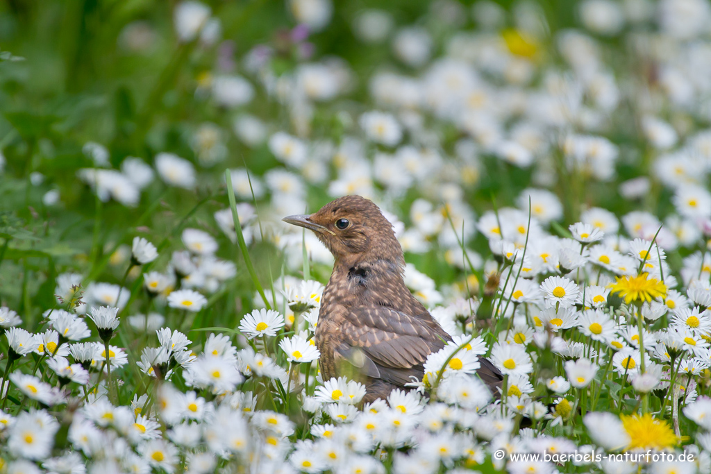 Amsel, Schwarzdrossel