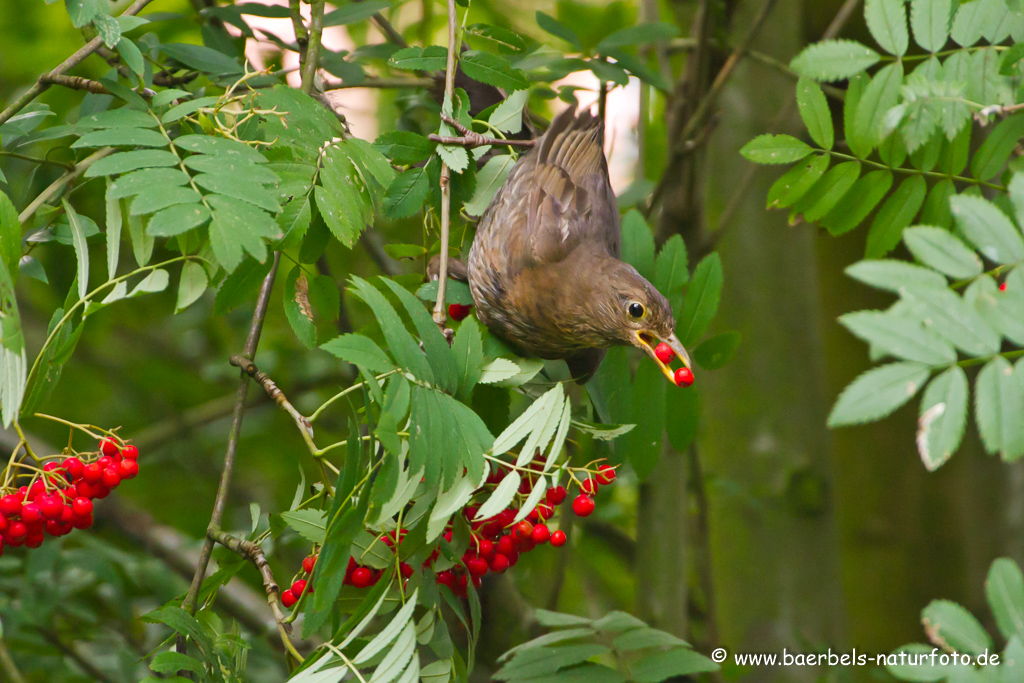 Amsel, Schwarzdrossel