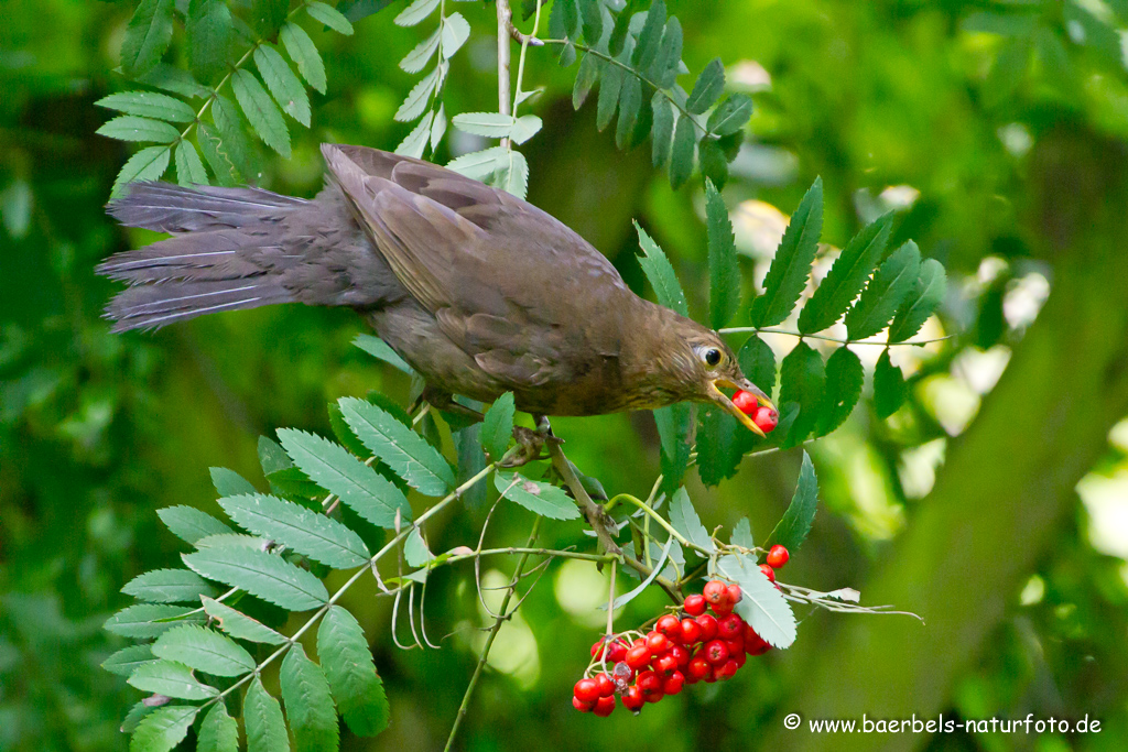 Amsel, Schwarzdrossel