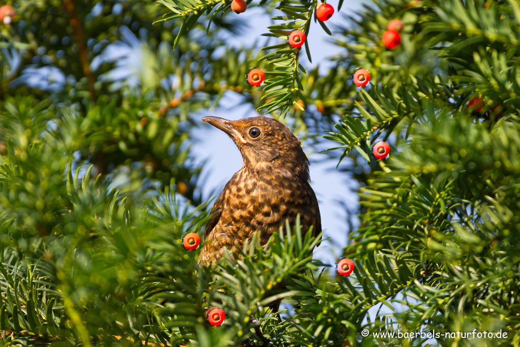 Amsel, Schwarzdrossel