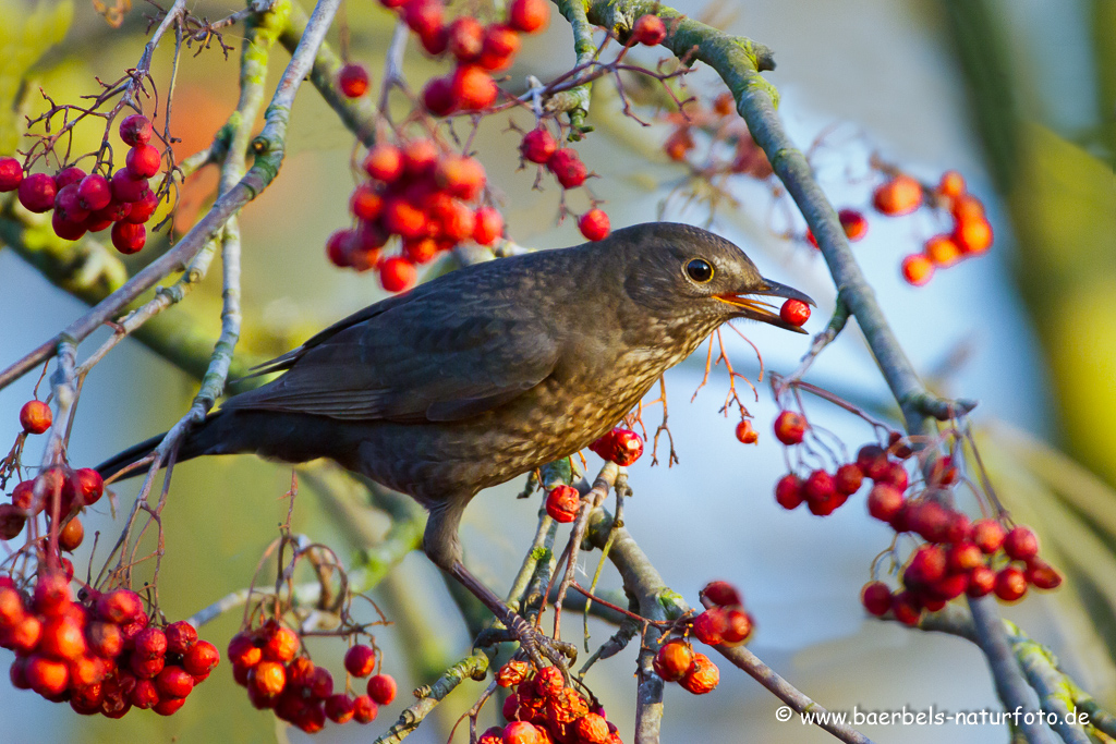 Amsel, Schwarzdrossel