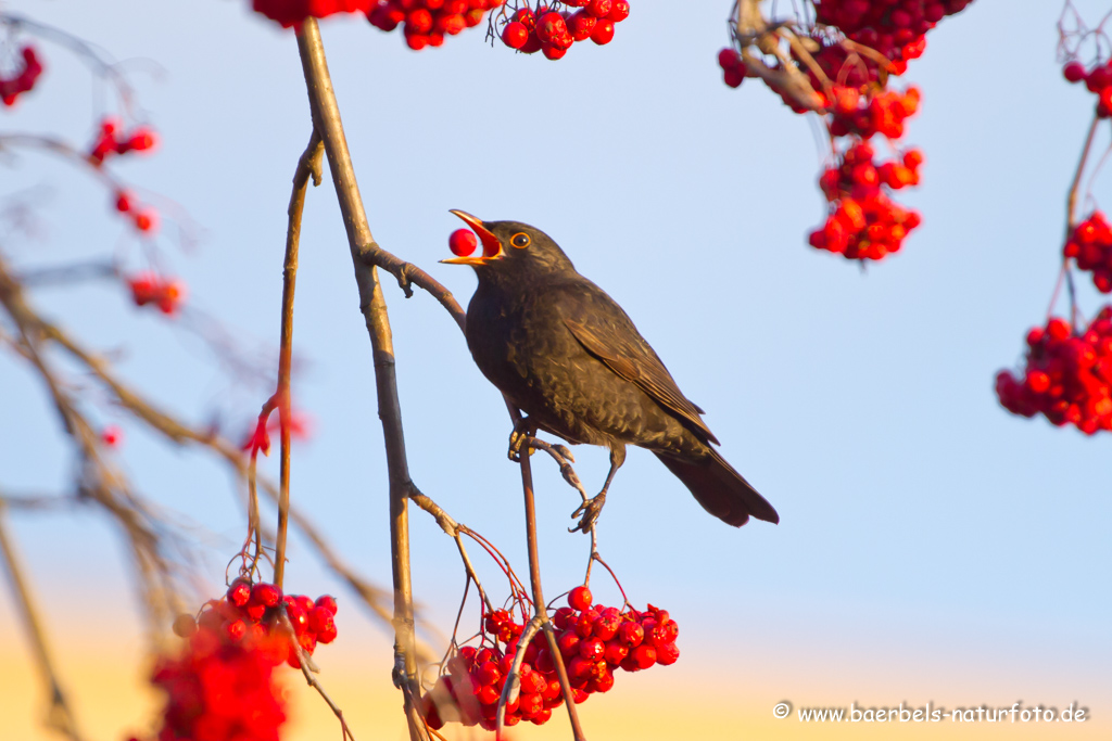 Amsel, Schwarzdrossel