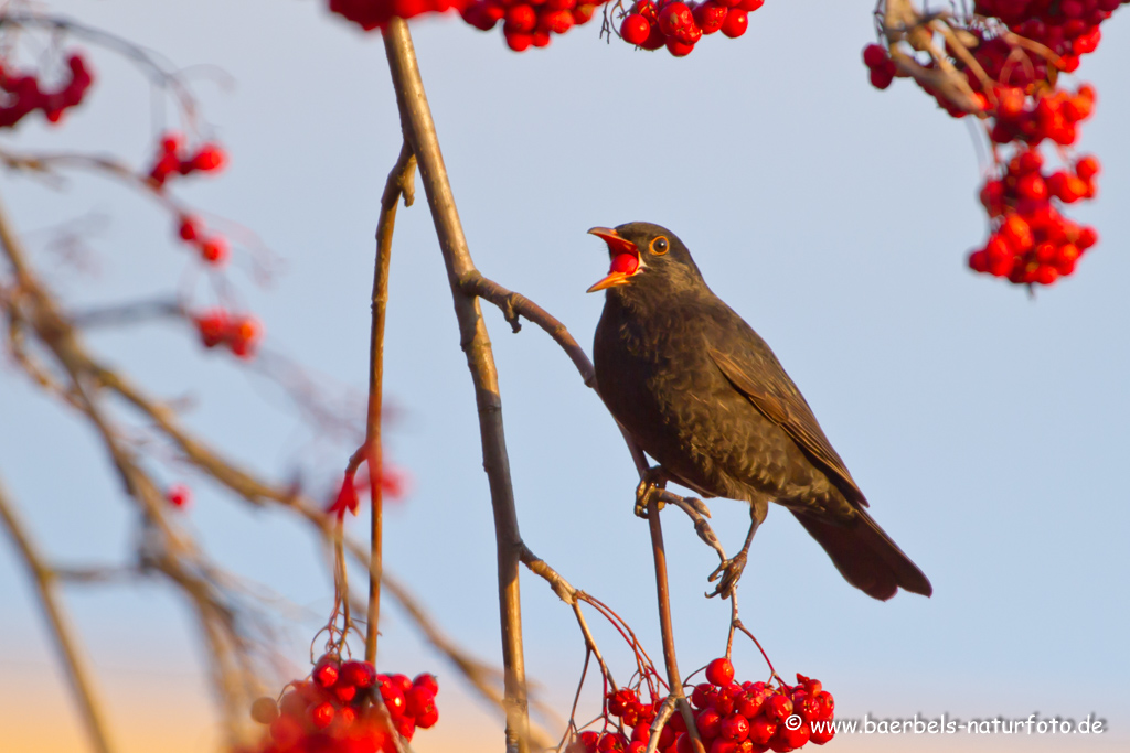 Amsel, Schwarzdrossel