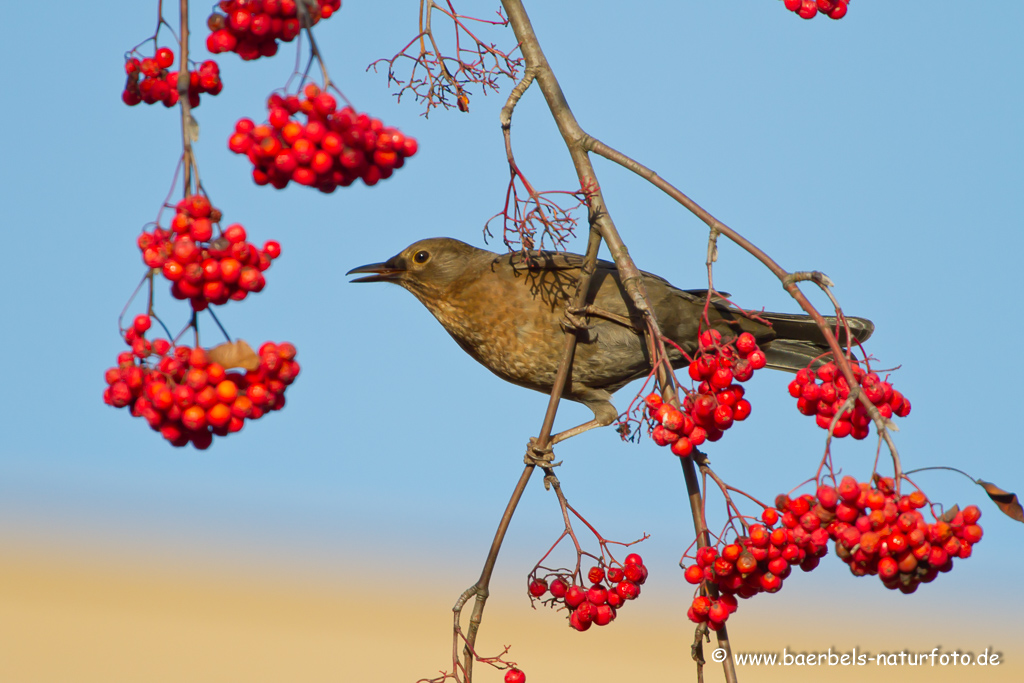 Amsel, Schwarzdrossel