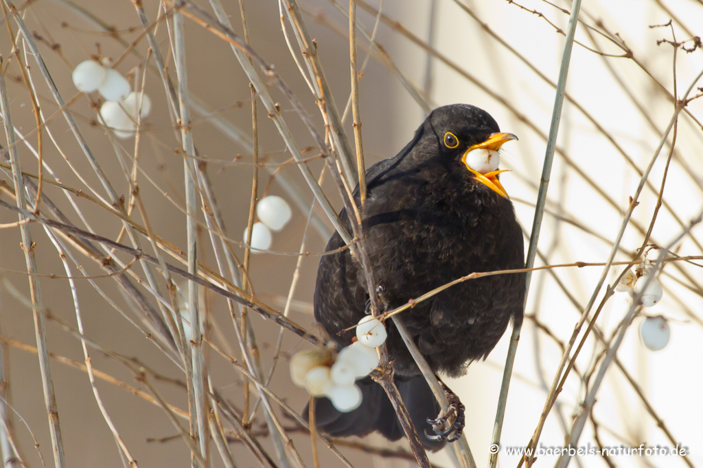 Amsel, Schwarzdrossel