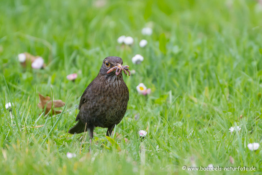 Amsel, Schwarzdrossel