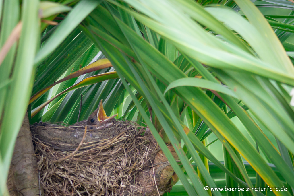 Amsel, Schwarzdrossel