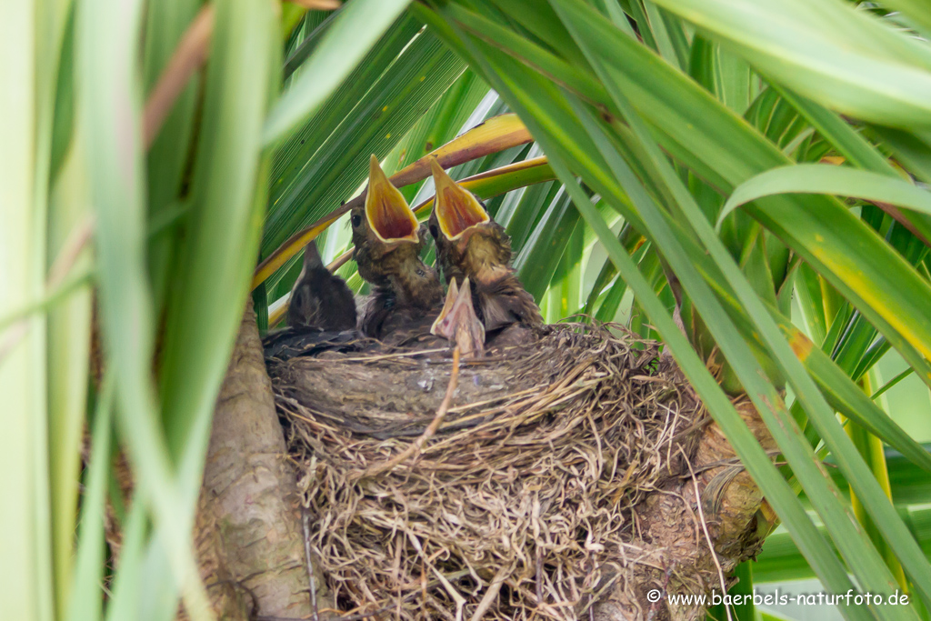 Amsel, Schwarzdrossel