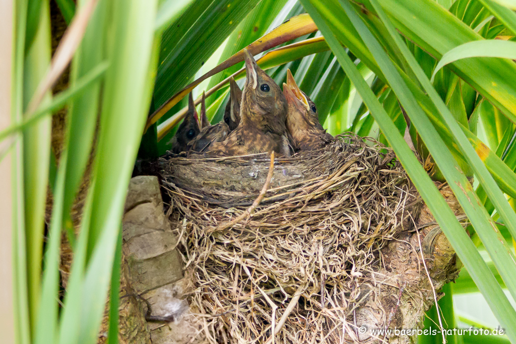 Amsel, Schwarzdrossel