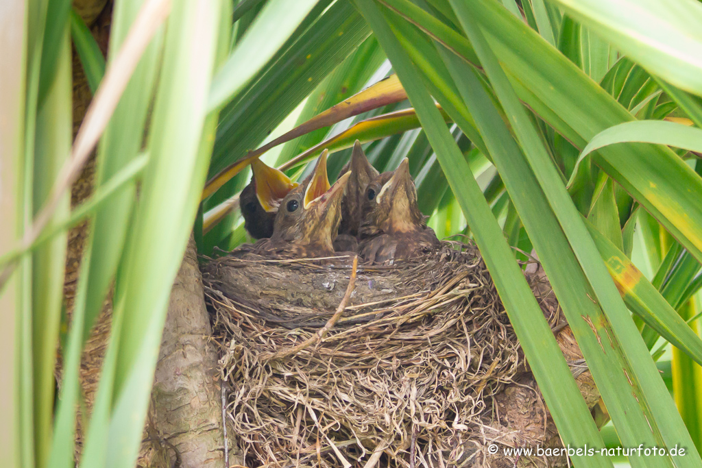 Amsel, Schwarzdrossel