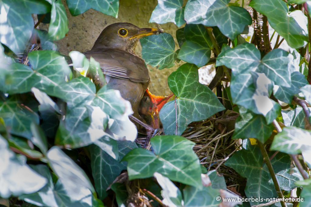 Amsel, Schwarzdrossel