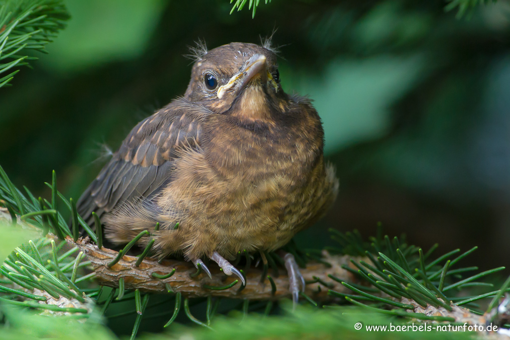 Amsel, Schwarzdrossel