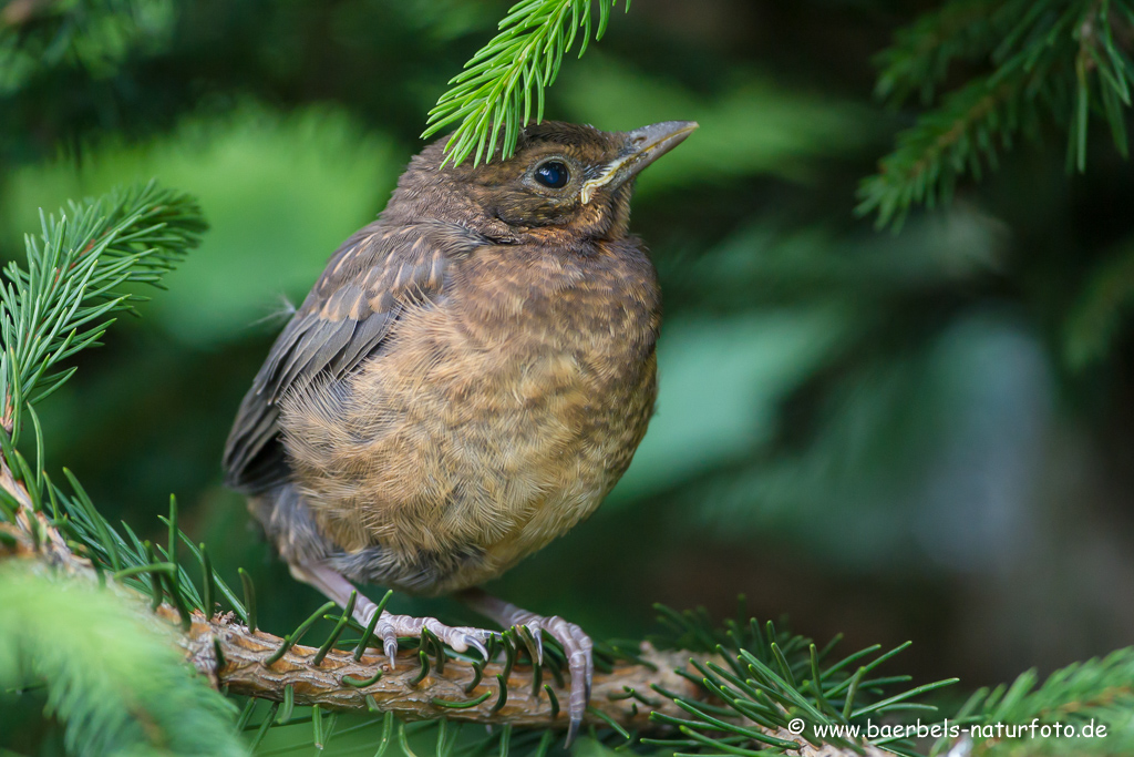 Amsel, Schwarzdrossel