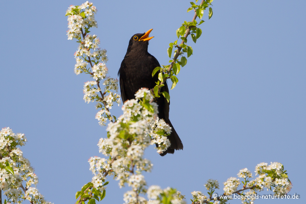 Amsel, Schwarzdrossel