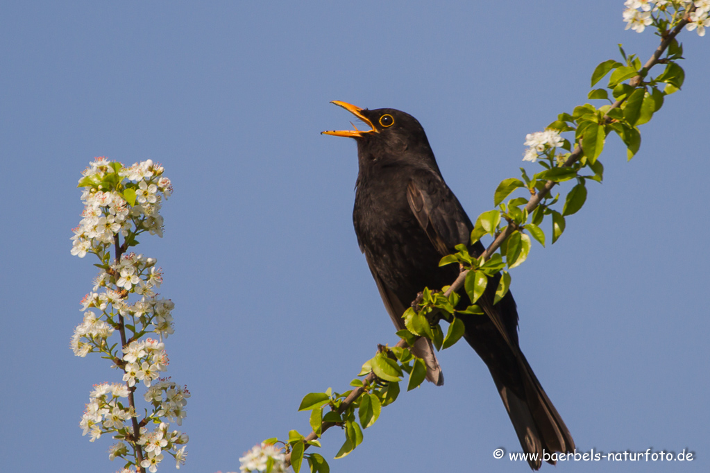 Amsel, Schwarzdrossel