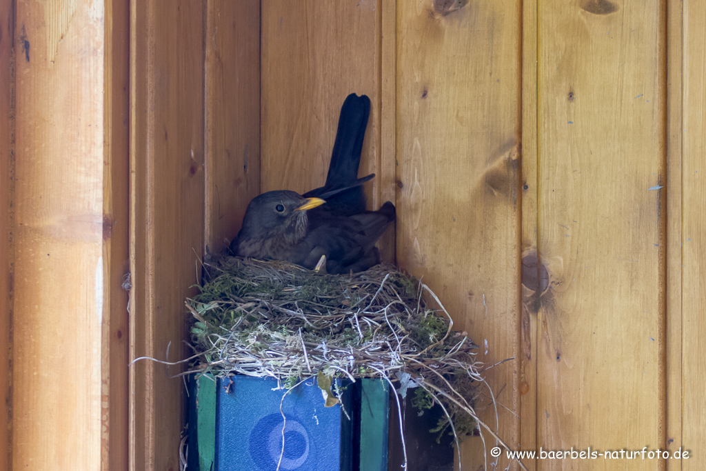 Amsel, Schwarzdrossel