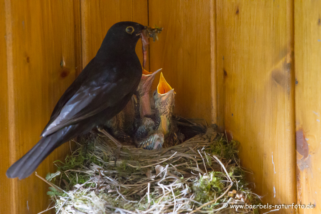 Amsel, Schwarzdrossel