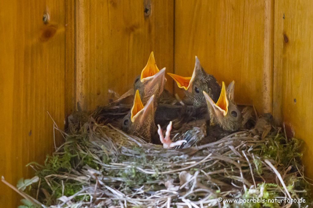 Amsel, Schwarzdrossel