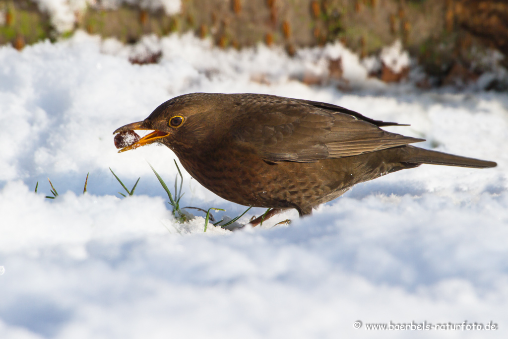 Amsel, Schwarzdrossel