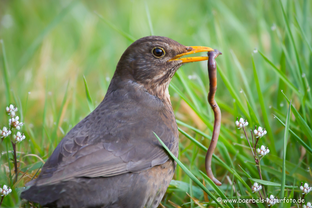 Amsel, Schwarzdrossel