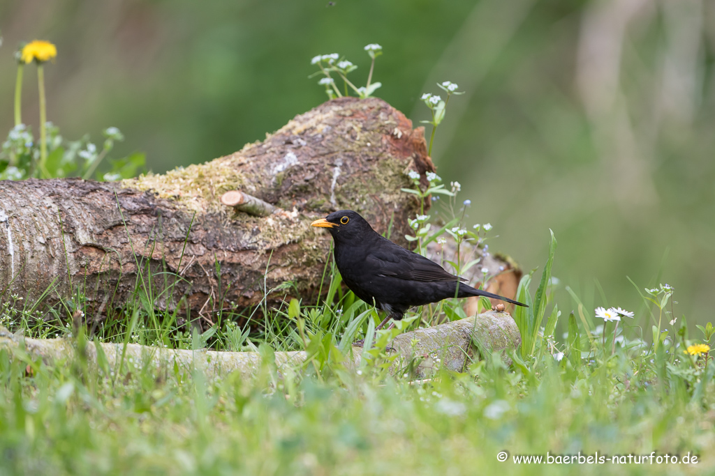 Amsel, Schwarzdrossel