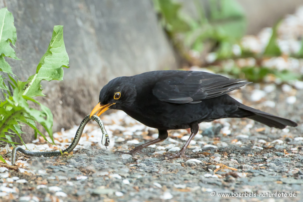 Amsel, Schwarzdrossel