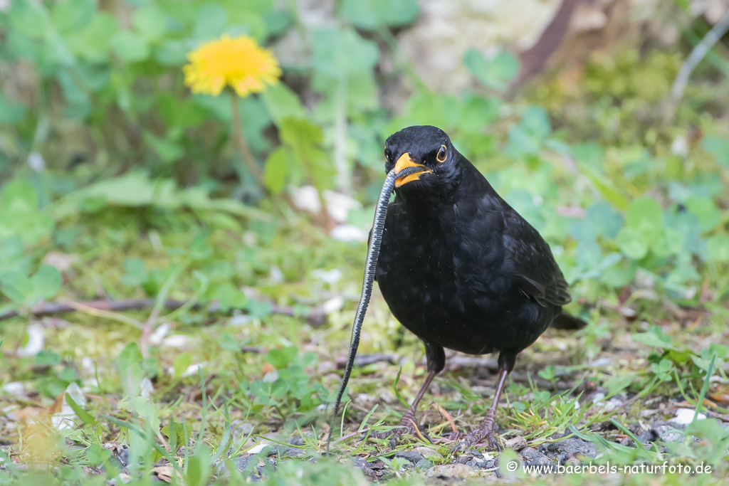 Amsel, Schwarzdrossel