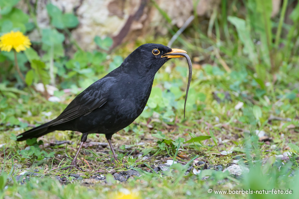 Amsel, Schwarzdrossel