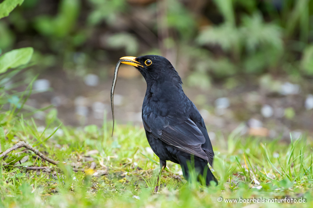 Amsel, Schwarzdrossel