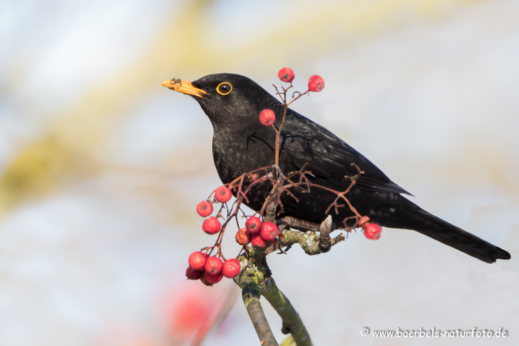 Amsel, Schwarzdrossel